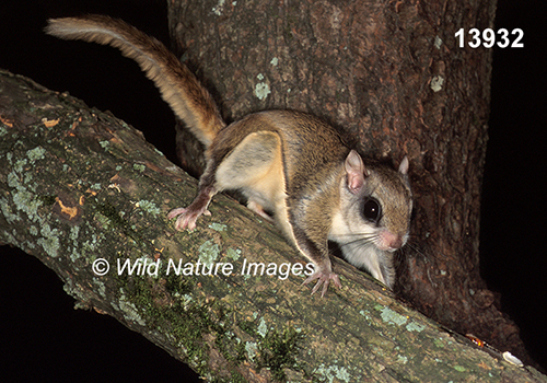 Glaucomys-volans southern-flying-squirrel