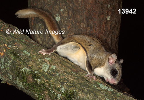 Glaucomys-volans southern-flying-squirrel
