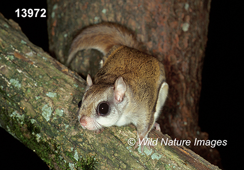 Glaucomys-volans southern-flying-squirrel