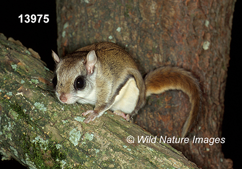 Glaucomys-volans southern-flying-squirrel