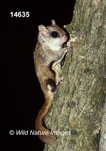 Glaucomys-volans southern-flying-squirrel