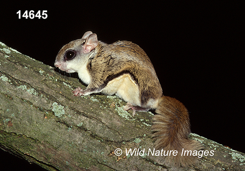 Glaucomys-volans southern-flying-squirrel