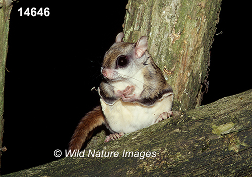 Glaucomys-volans southern-flying-squirrel