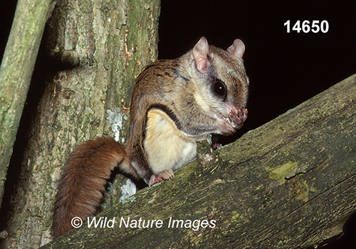 Glaucomys-volans southern-flying-squirrel