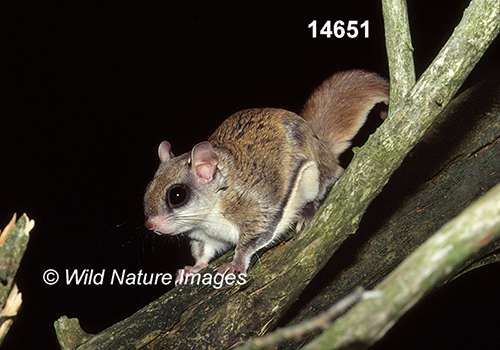 Glaucomys-volans southern-flying-squirrel