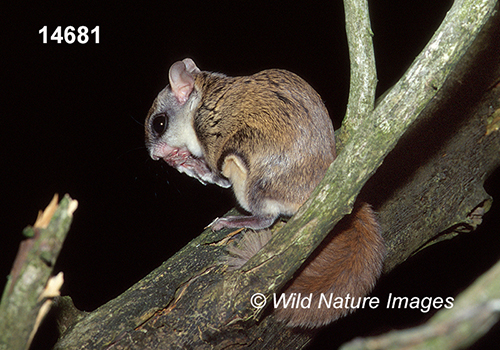 Glaucomys-volans southern-flying-squirrel