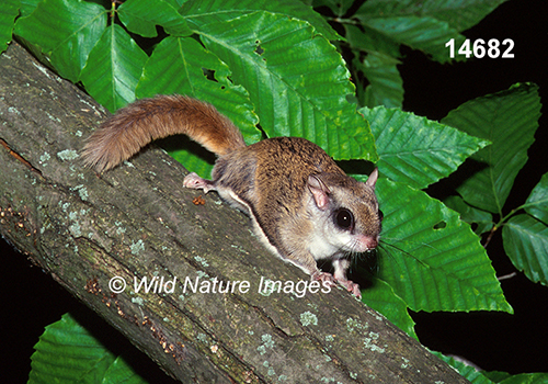 Glaucomys-volans southern-flying-squirrel