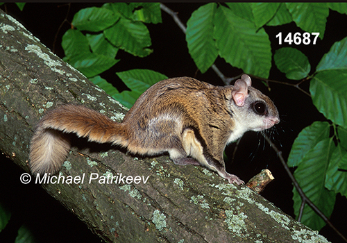 Glaucomys-volans southern-flying-squirrel