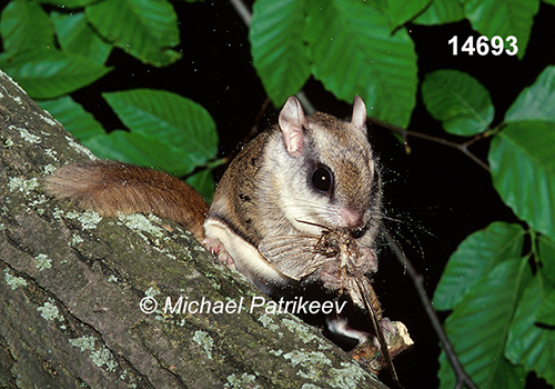 Glaucomys-volans southern-flying-squirrel