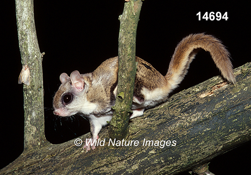 Glaucomys-volans southern-flying-squirrel