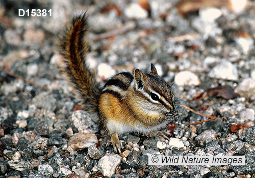 Least Chipmunk (Neotamias minimus)