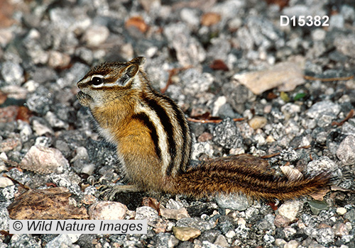 Least Chipmunk (Neotamias minimus)