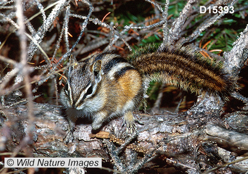 Least Chipmunk (Neotamias minimus)