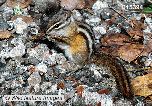 Least Chipmunk (Neotamias minimus)