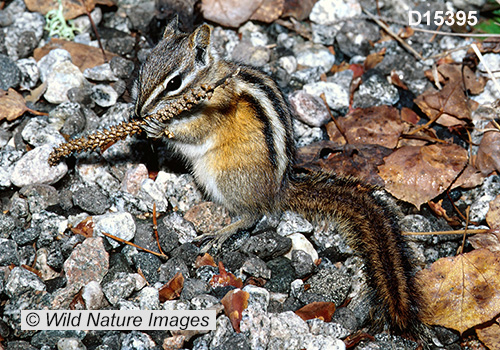 Least Chipmunk (Neotamias minimus)