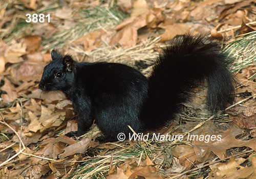 Sciurus-carolinensis eastern-gray-squirrel