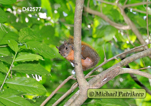 Sciurus granatensis
