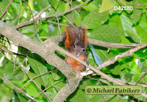 Sciurus granatensis