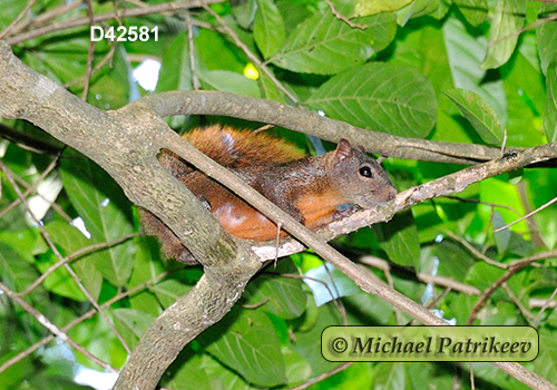 Sciurus granatensis