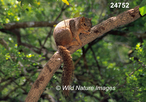 Sciurus-niger fox-squirrel