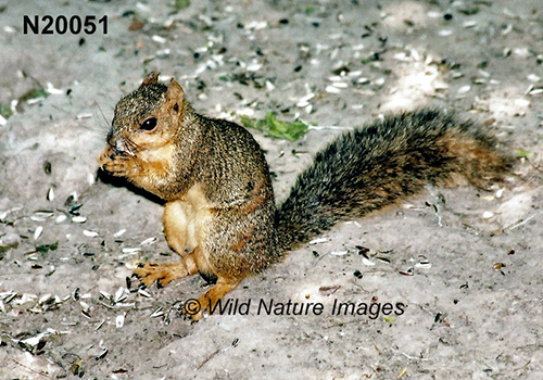 Sciurus-niger fox-squirrel