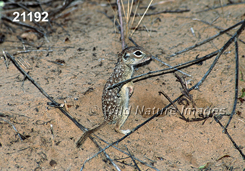 Spotted Ground Squirrel (Spermophilus spilosoma)