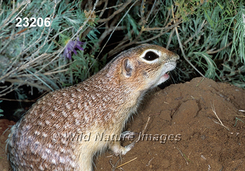 Spotted Ground Squirrel (Spermophilus spilosoma)