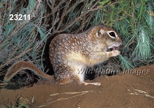Spotted Ground Squirrel (Spermophilus spilosoma)