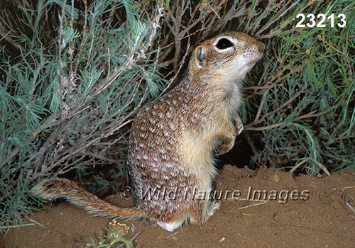 Spotted Ground Squirrel (Spermophilus spilosoma)
