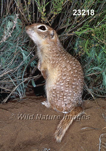 Spotted Ground Squirrel (Spermophilus spilosoma)