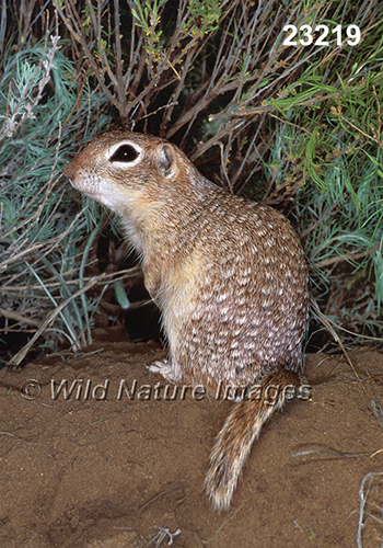 Spotted Ground Squirrel (Spermophilus spilosoma)