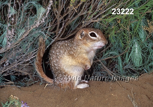 Spotted Ground Squirrel (Spermophilus spilosoma)