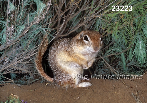 Spotted Ground Squirrel (Spermophilus spilosoma)
