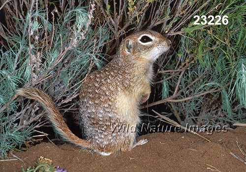 Spotted Ground Squirrel (Spermophilus spilosoma)