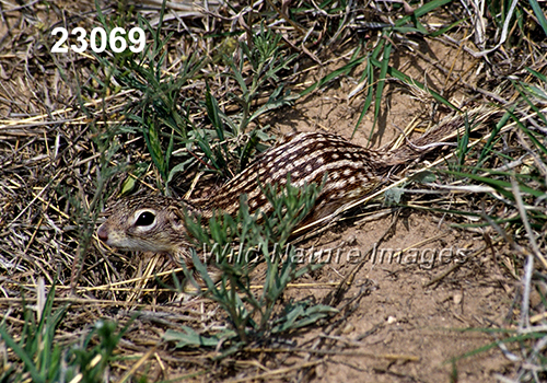 Thirteen-lined Ground Squirrel (Spermophilus tridecemlineatus)