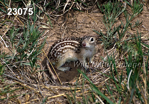 Thirteen-lined Ground Squirrel (Spermophilus tridecemlineatus)