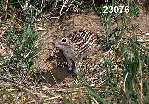 Thirteen-lined Ground Squirrel (Spermophilus tridecemlineatus)