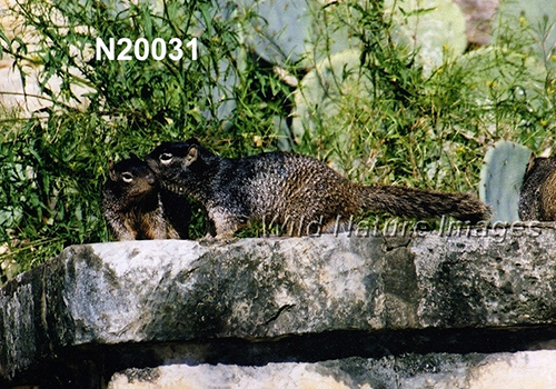 Rock Squirrel (Spermophilus variegatus)