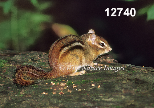 Eastern Chipmunk (Tamias striatus)