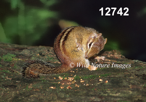 Eastern Chipmunk (Tamias striatus)