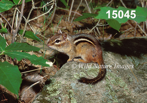 Eastern Chipmunk (Tamias striatus)
