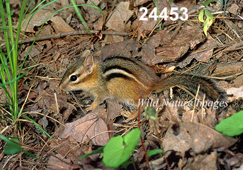Eastern Chipmunk (Tamias striatus)