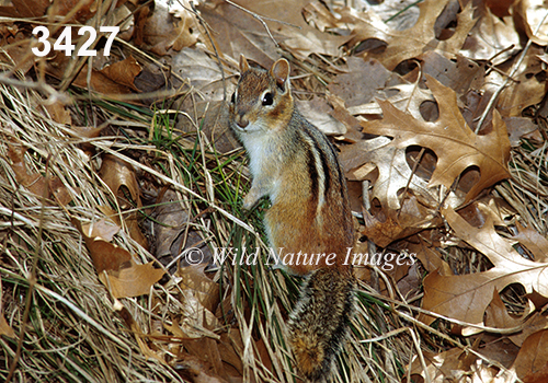 Eastern Chipmunk (Tamias striatus)