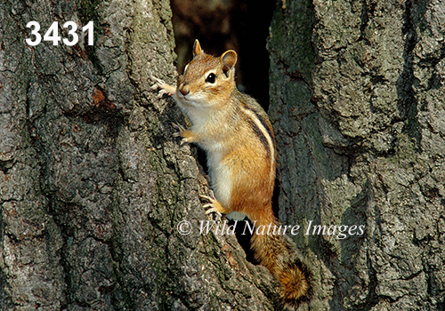 Eastern Chipmunk (Tamias striatus)