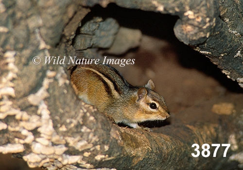 Eastern Chipmunk (Tamias striatus)