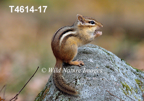 Eastern Chipmunk (Tamias striatus)