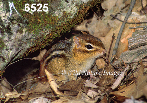 Eastern Chipmunk (Tamias striatus)