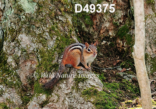 Eastern Chipmunk (Tamias striatus)