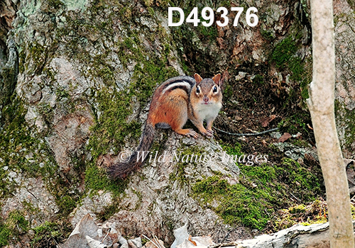 Eastern Chipmunk (Tamias striatus)
