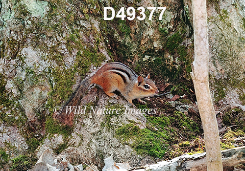 Eastern Chipmunk (Tamias striatus)